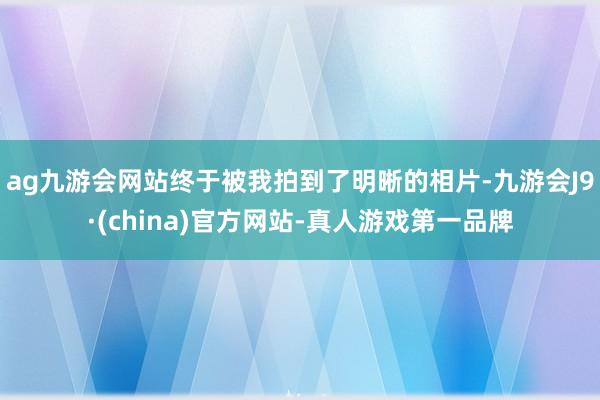 ag九游會網(wǎng)站終于被我拍到了明晰的相片-九游會J9·(china)官方網(wǎng)站-真人游戲第一品牌