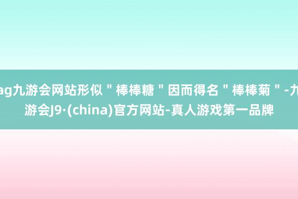 ag九游會網站形似＂棒棒糖＂因而得名＂棒棒菊＂-九游會J9·(china)官方網站-真人游戲第一品牌